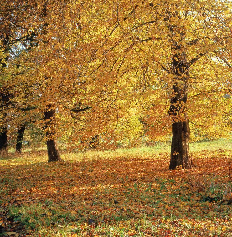 Herbststimmung in Magdeburg