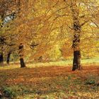 Herbststimmung in Magdeburg