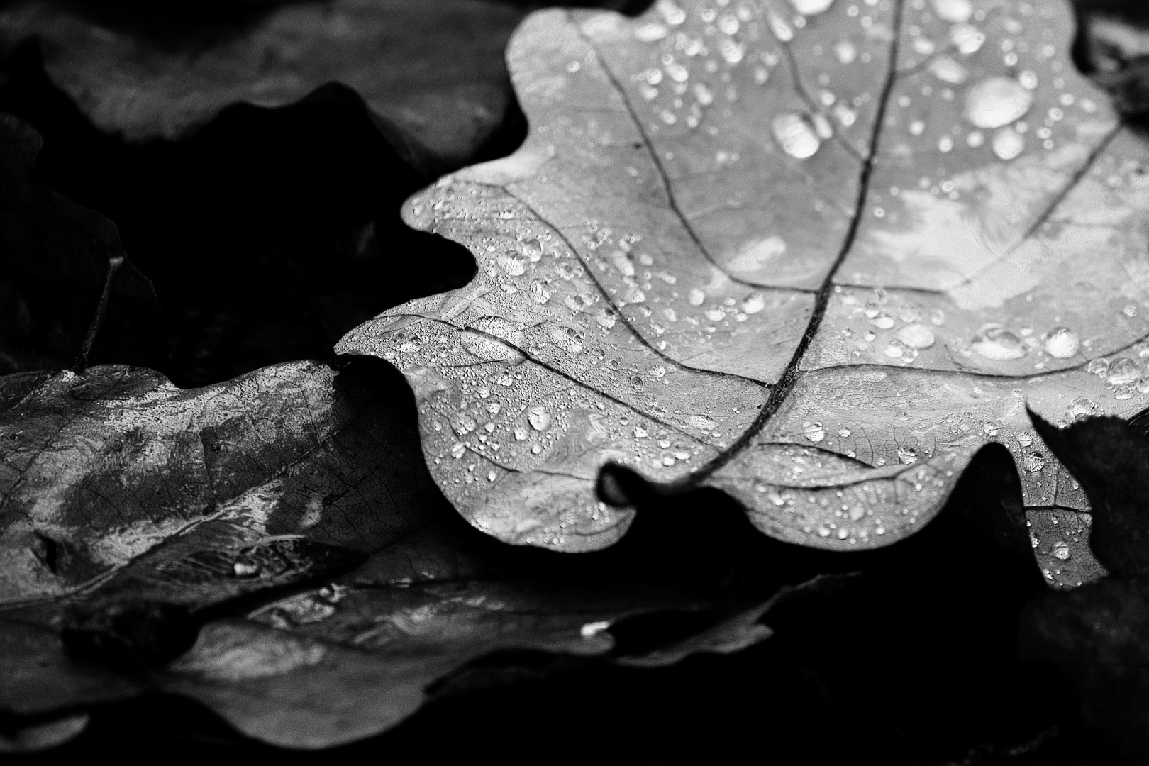 Herbststimmung in monochrom