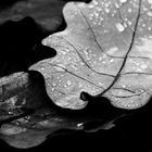 Herbststimmung in monochrom