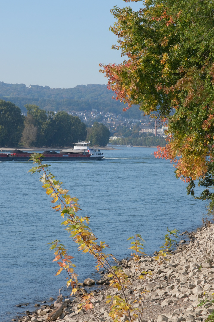 Herbststimmung in Neuwied am Rhein (1)