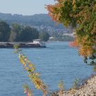 Herbststimmung in Neuwied am Rhein (1)