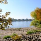 Herbststimmung in Neuwied am Rhein (2)