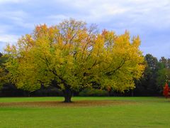 Herbststimmung in Speyer (D)