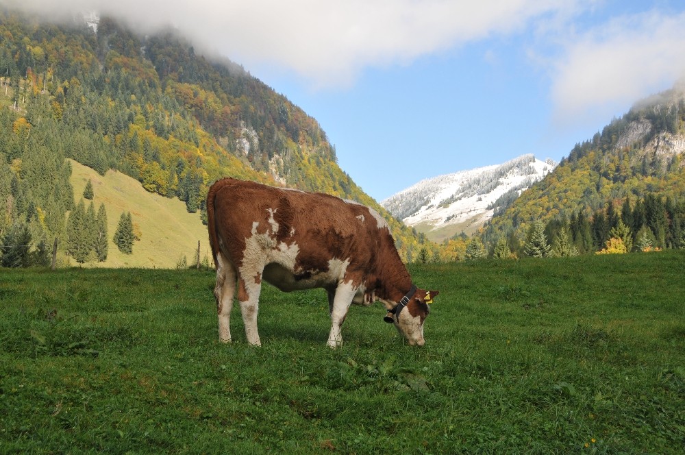 Herbststimmung in Tirol