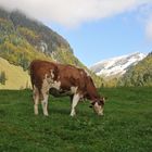 Herbststimmung in Tirol