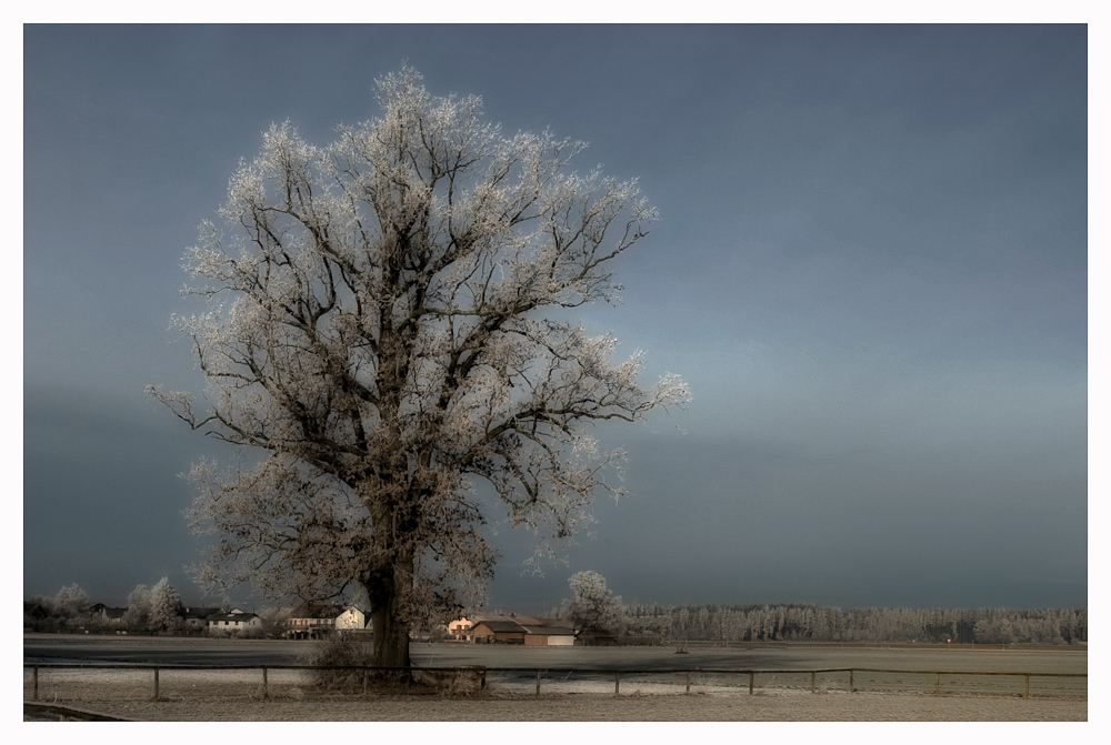 Herbststimmung mit Baum