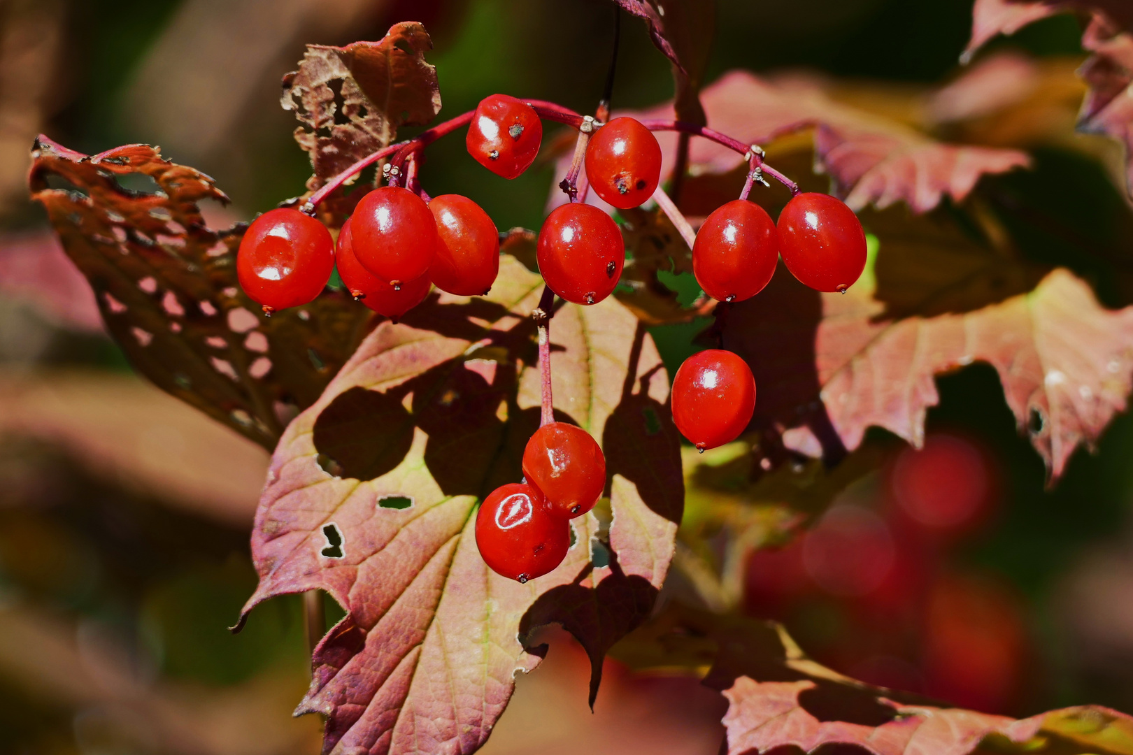 Herbststimmung mit Beeren