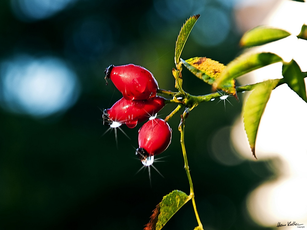 Herbststimmung mit Beeren