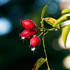 Herbststimmung mit Beeren