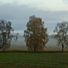 Herbststimmung mit drei Bäumen