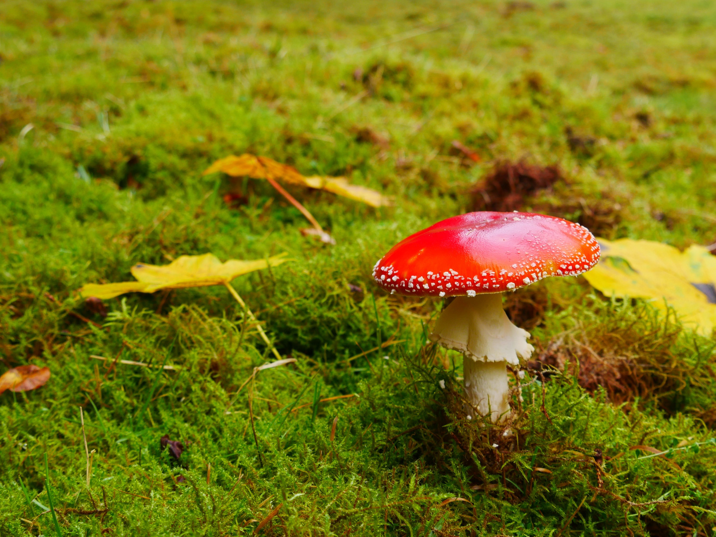 Herbststimmung mit Fliegenpilz