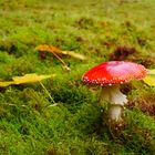 Herbststimmung mit Fliegenpilz