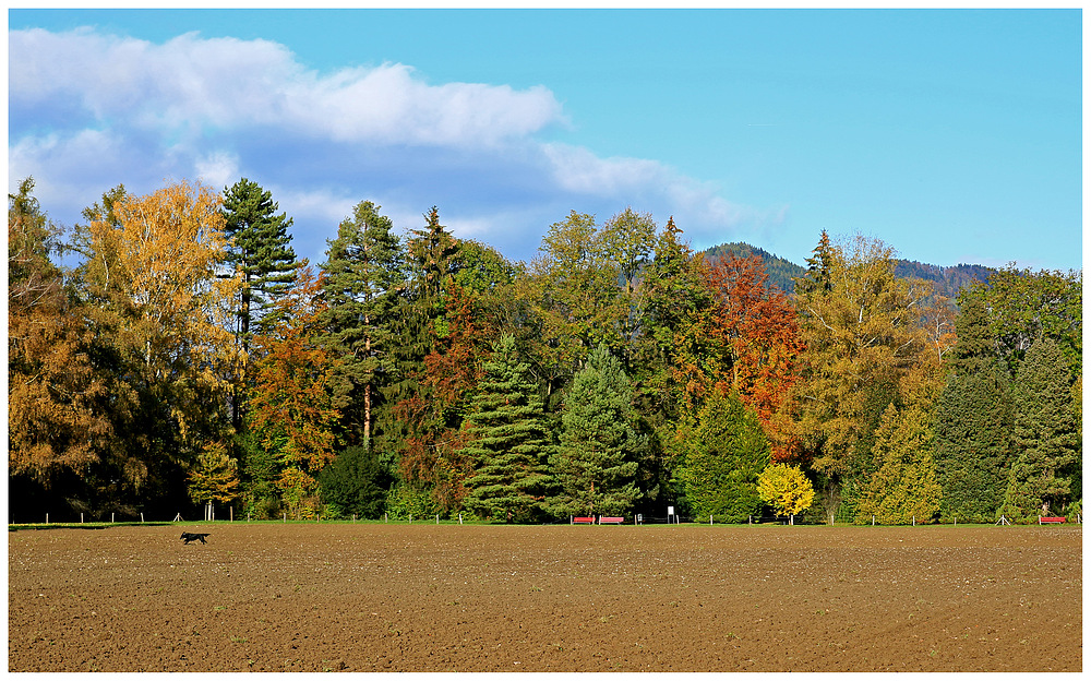 Herbststimmung mit Hund