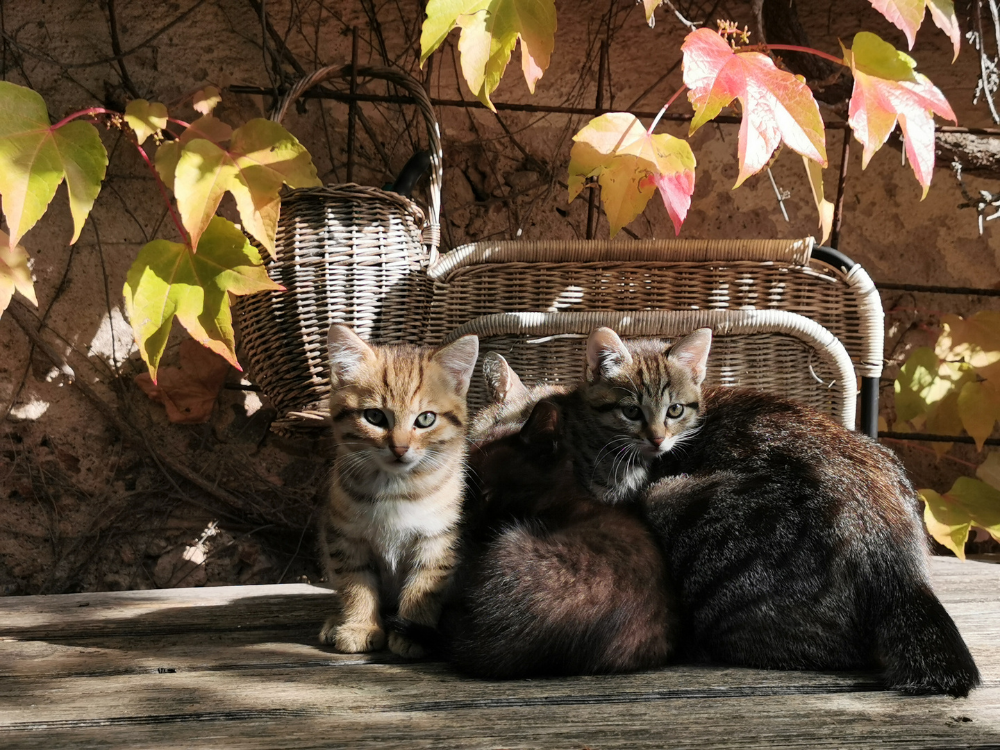 Herbststimmung mit Katzen