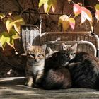 Herbststimmung mit Katzen