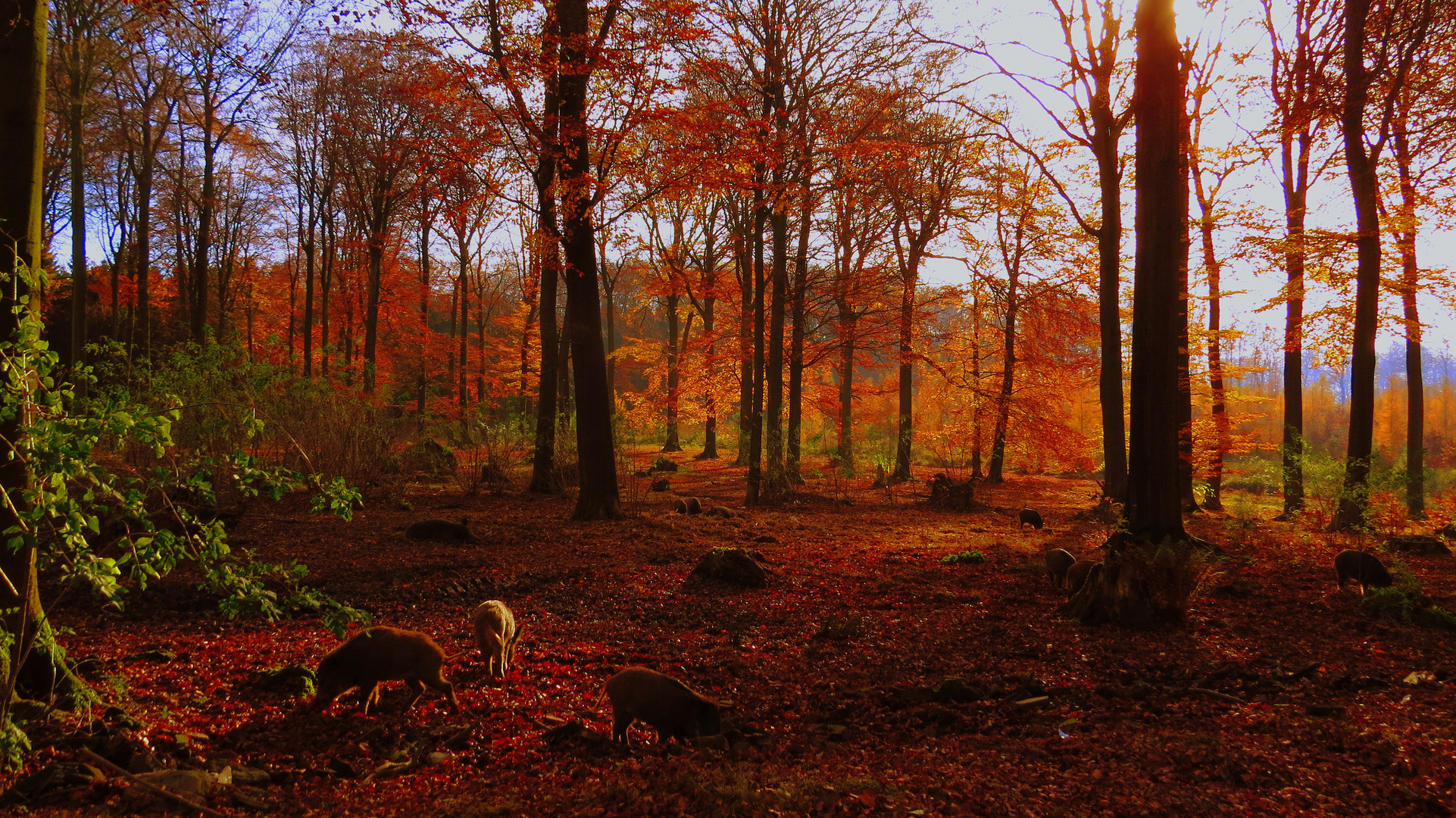 Herbststimmung mit Wildschweinen