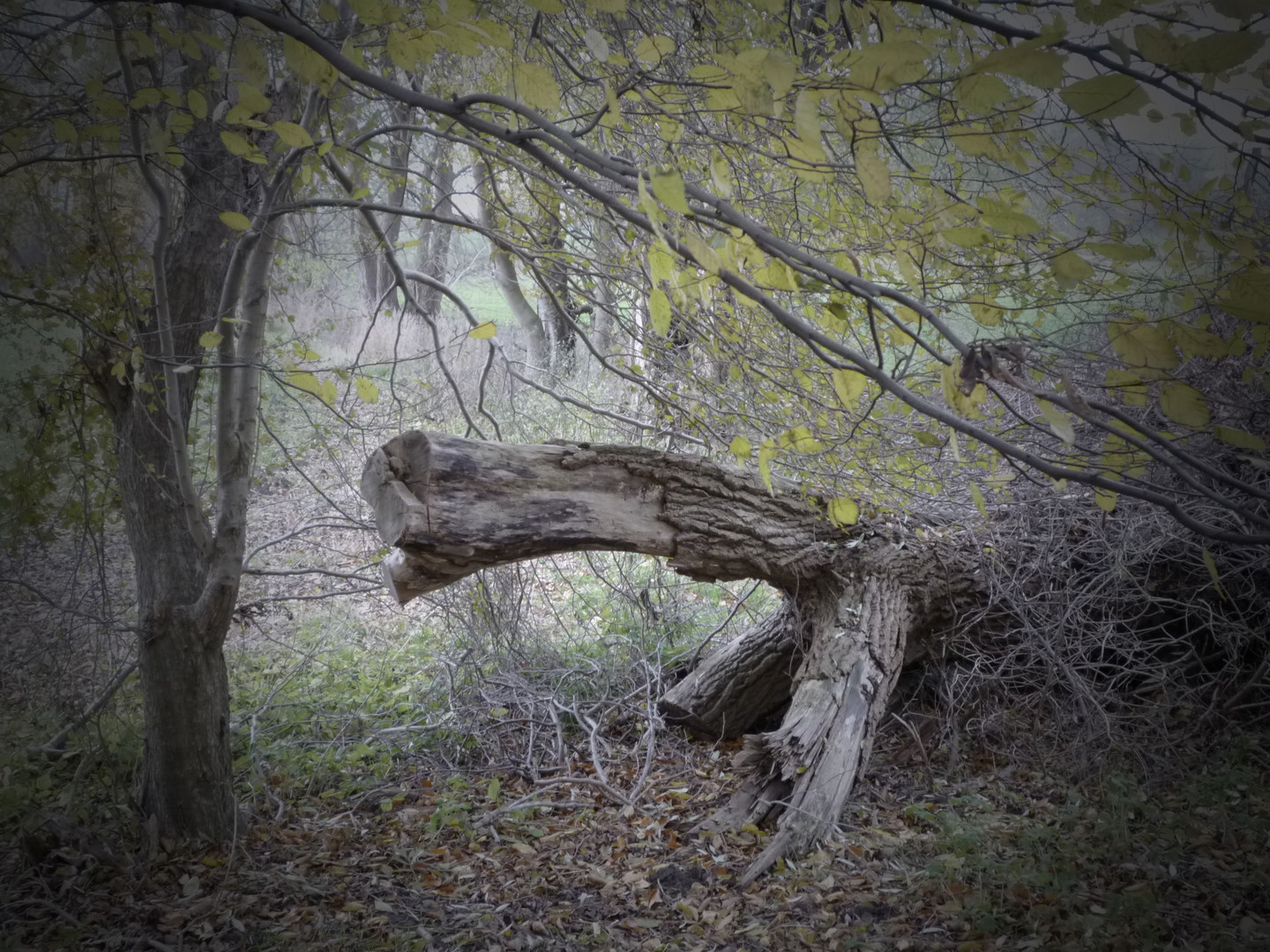 Herbststimmung             Mood of autumn