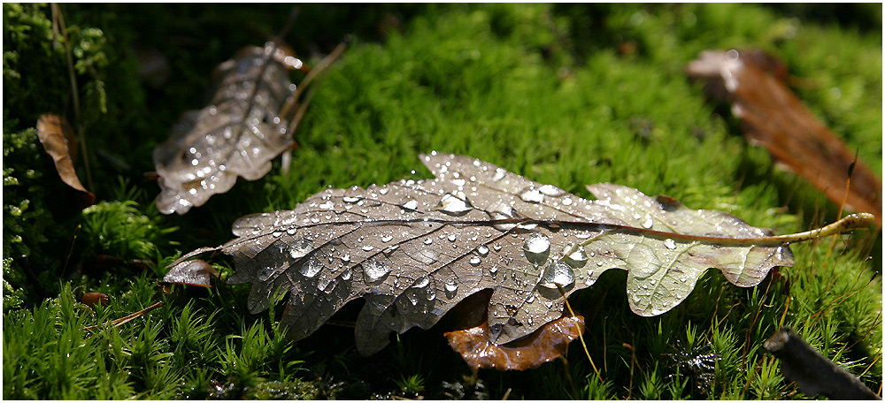 Herbststimmung part II