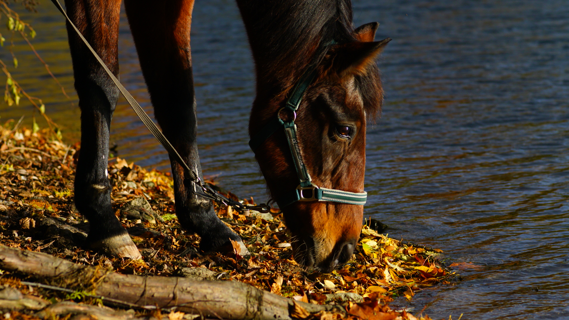 Herbststimmung Pferd