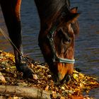 Herbststimmung Pferd