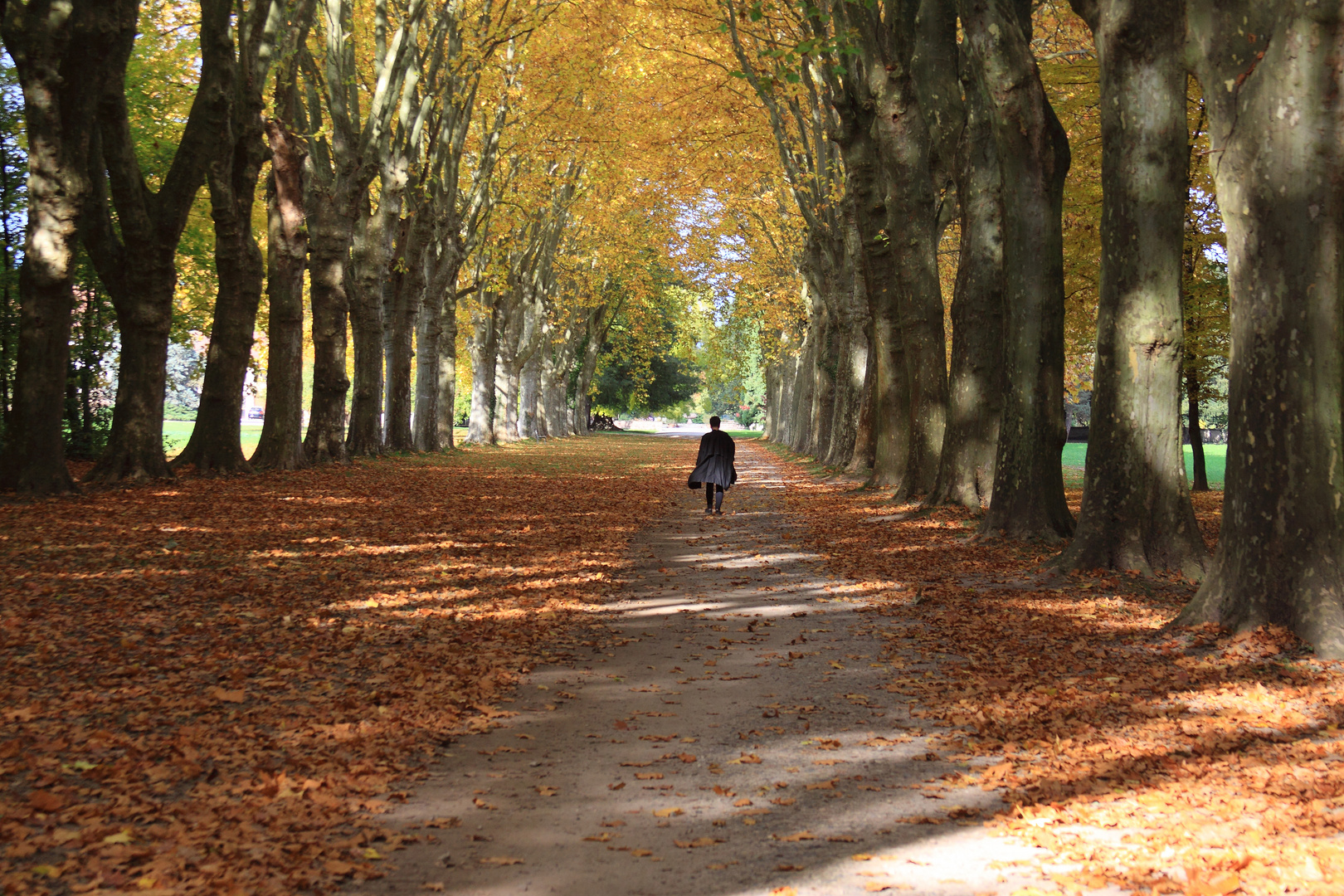 Herbststimmung Platanenallee Parc de Schoppenwihr ...