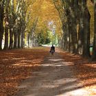 Herbststimmung Platanenallee Parc de Schoppenwihr ...