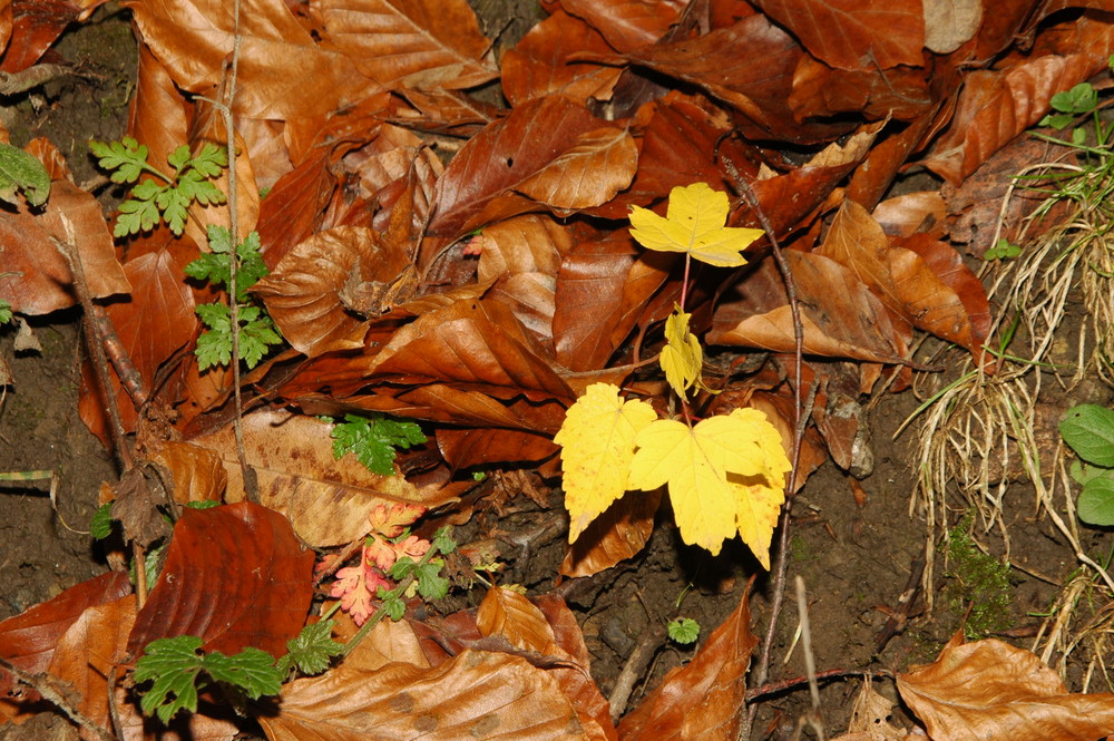 Herbststimmung Teil 1