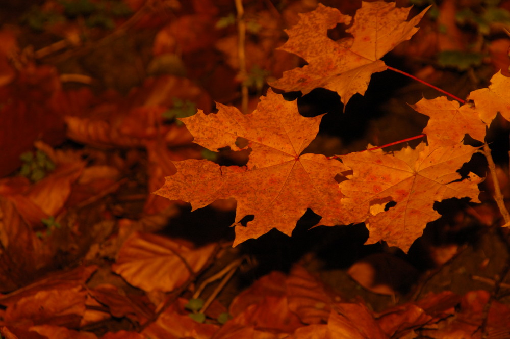 Herbststimmung Teil 2