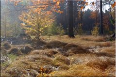 HERBSTSTIMMUNG TEIL 2