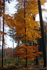 HERBSTSTIMMUNG TEIL 3