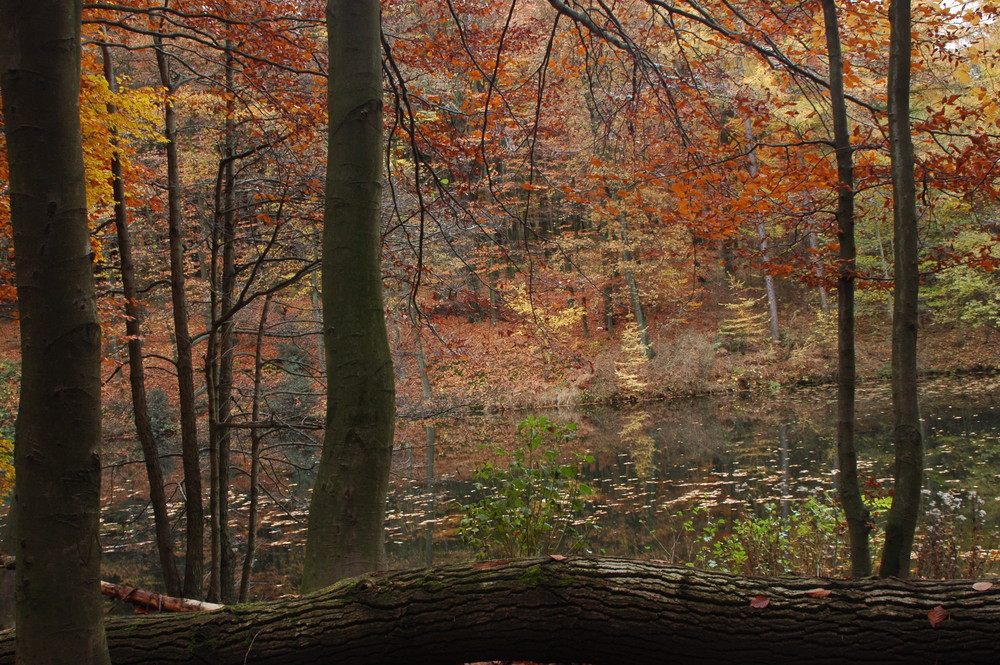 Herbststimmung Teil 4