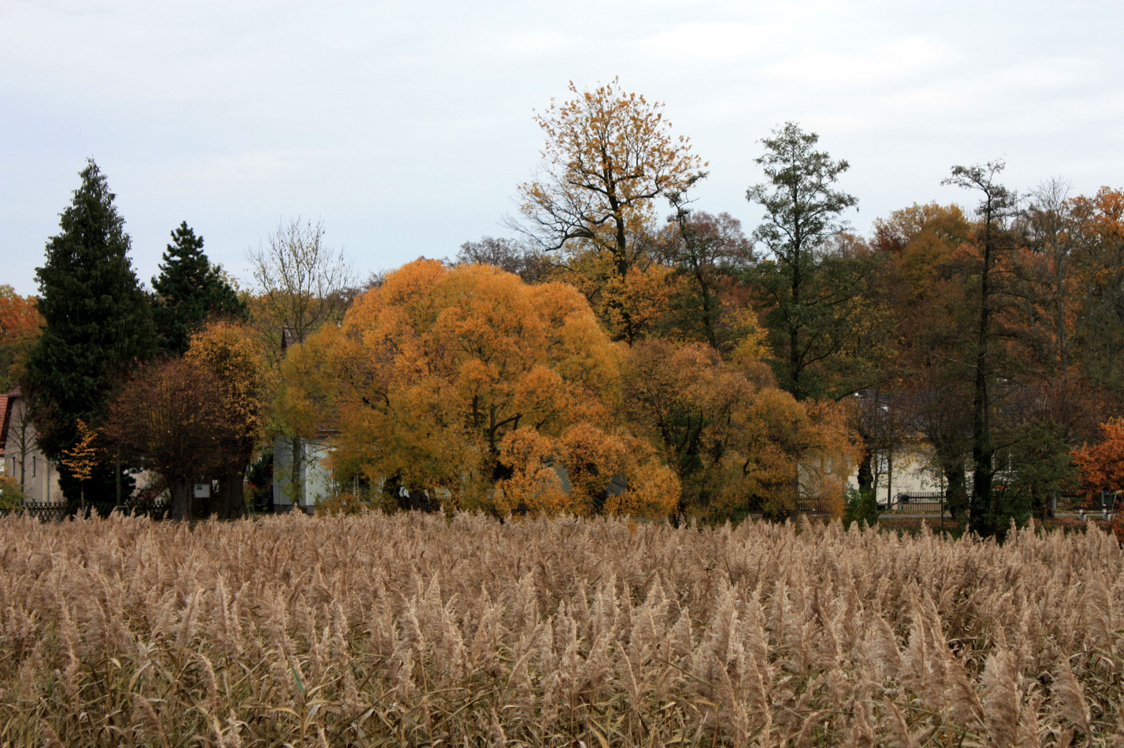 Herbststimmung über dem Schilf