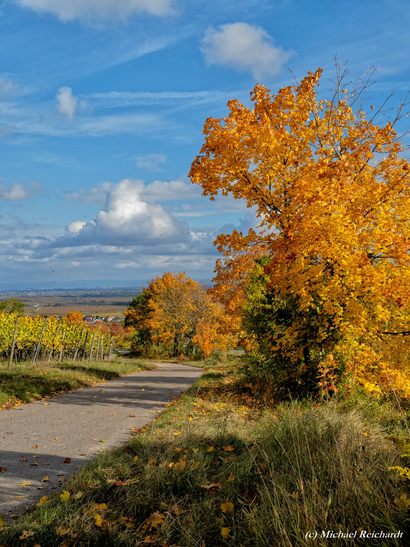 Herbststimmung um Kallstadt