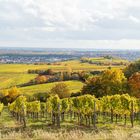 Herbststimmung um Kallstadt