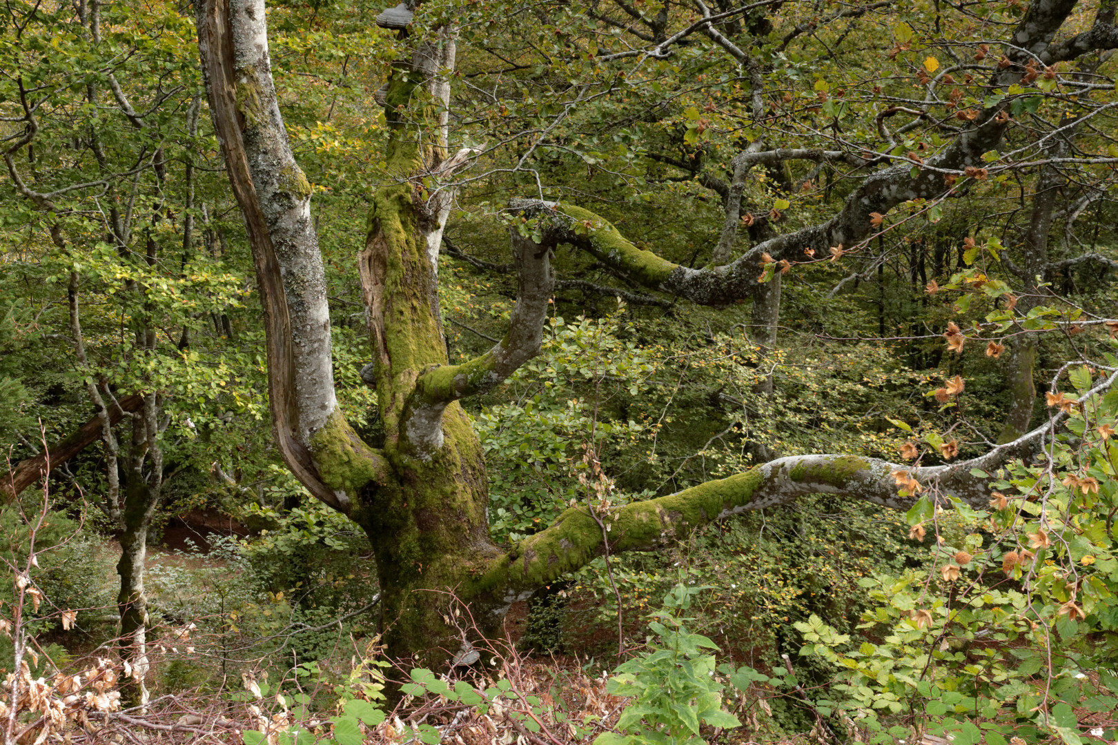 Herbststimmung: Weidbuche auf dem Schauinsland