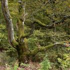 Herbststimmung: Weidbuche auf dem Schauinsland