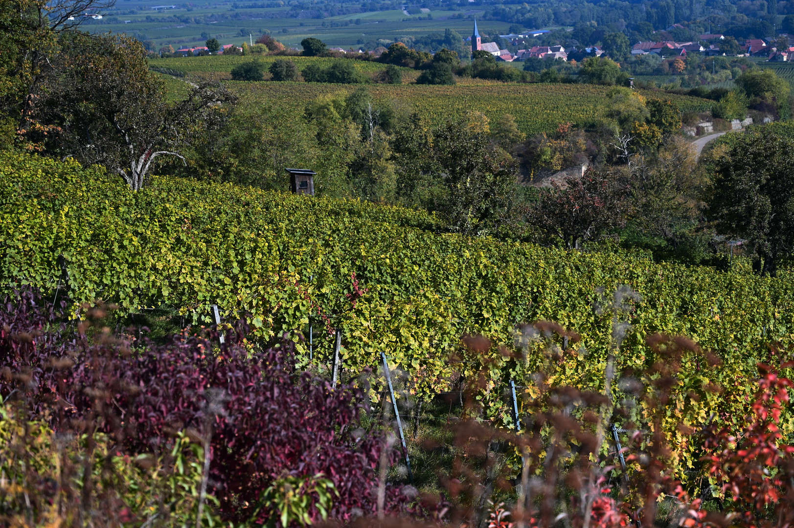 Herbststimmung Weinberge