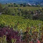 Herbststimmung Weinberge