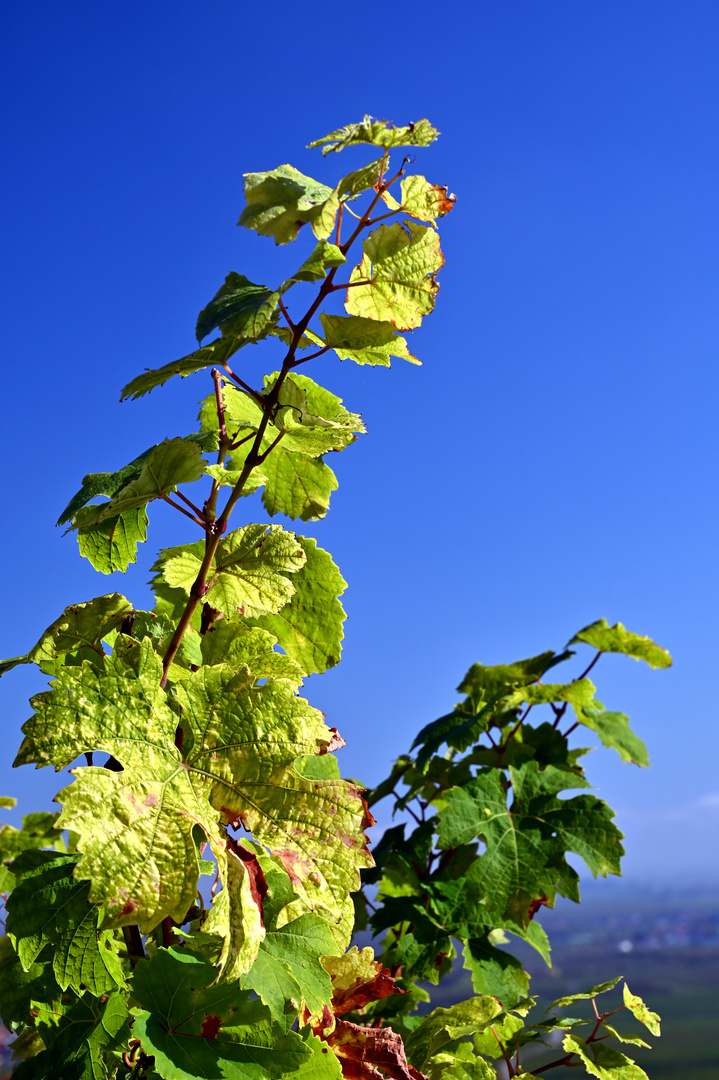 Herbststimmung Weinberge