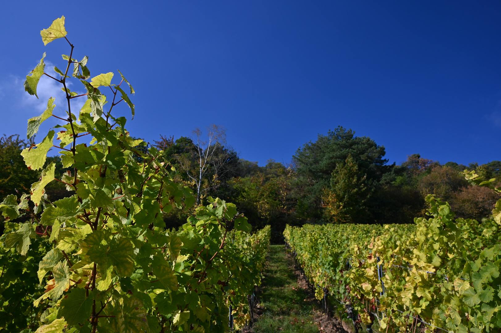 Herbststimmung Weinberge