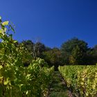 Herbststimmung Weinberge