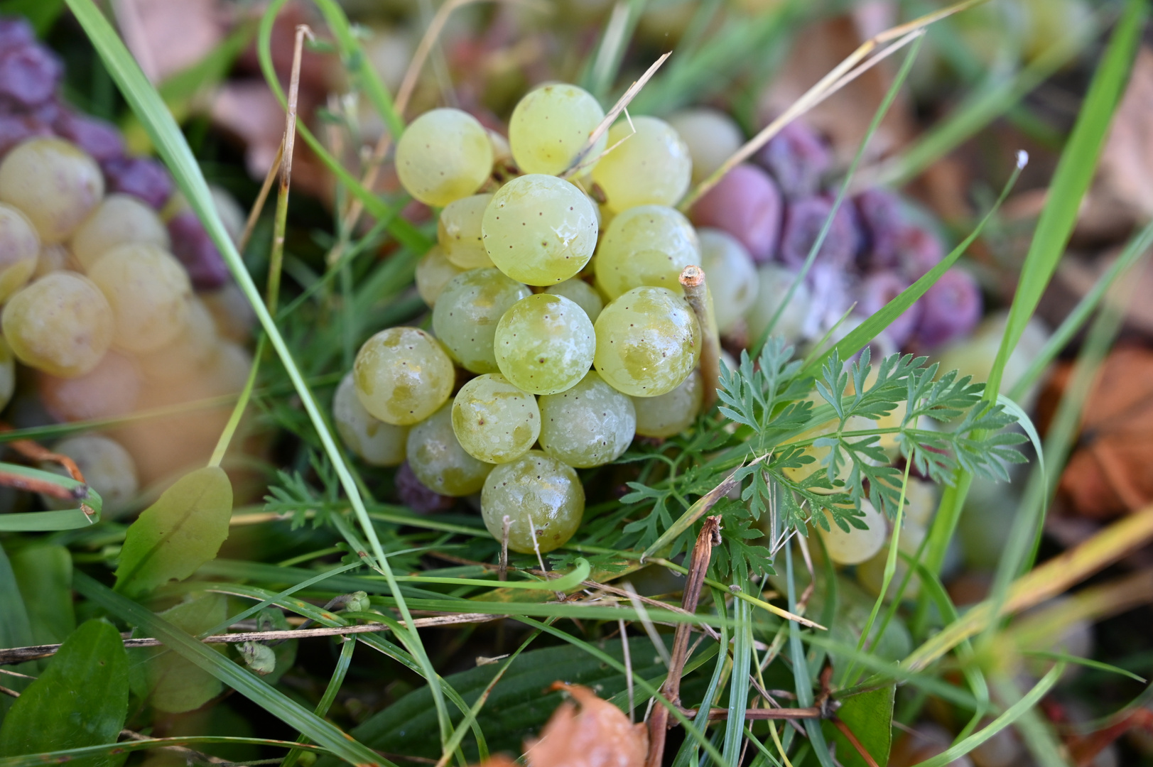 Herbststimmung Weinberge