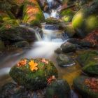 Herbststimmung- Ysperklamm