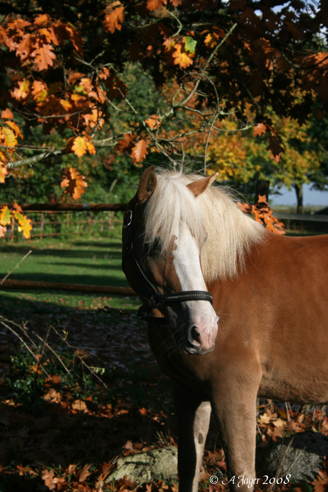 Herbststimmung..13