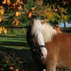 Herbststimmung..13