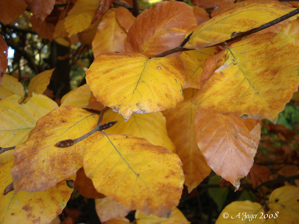 Herbststimmung..20