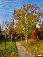 Herbststimmungen (7)