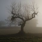 Herbststimmungen