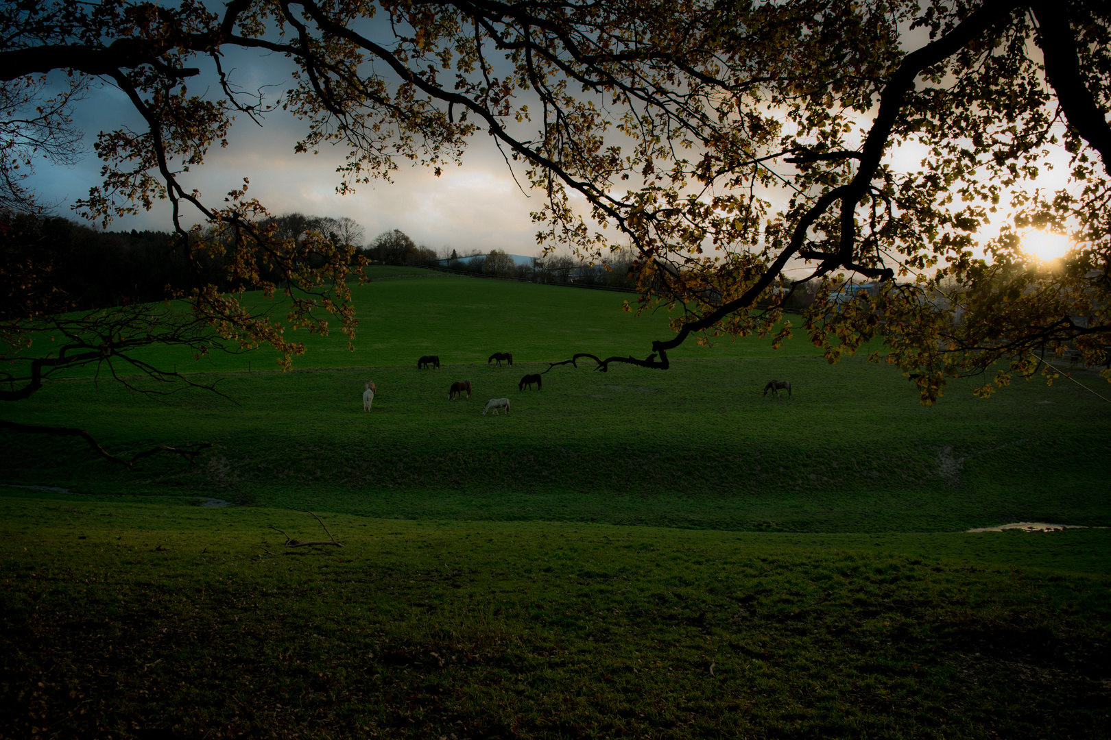 Herbststimmung...V